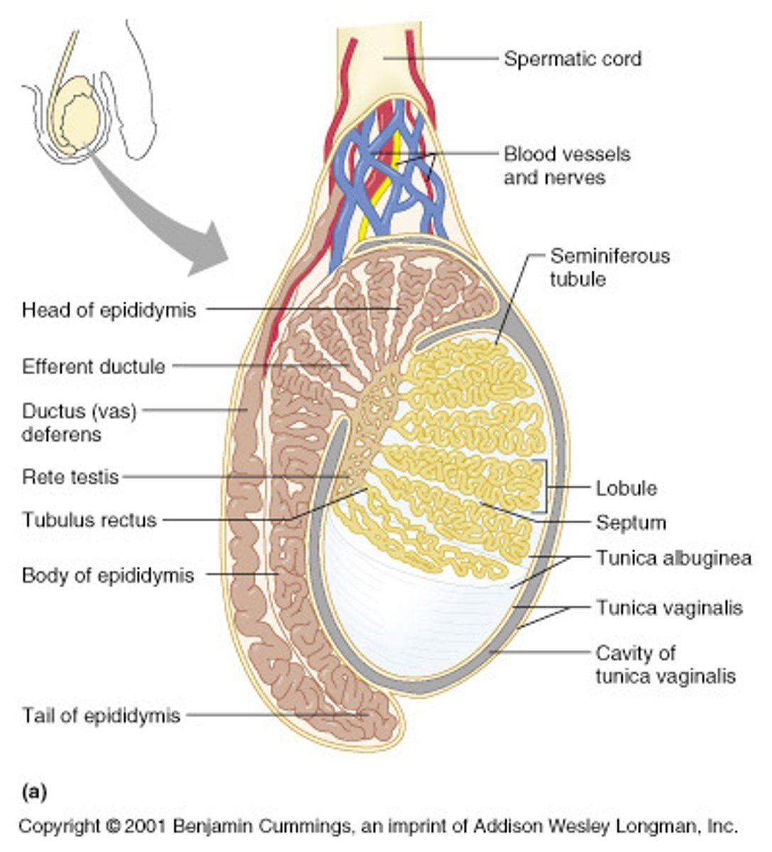 <p>- Contained within the scrotum</p><p>- Produce sperm and sex hormones</p><p>- Contains interstitial cells and seminiferous tubules</p>