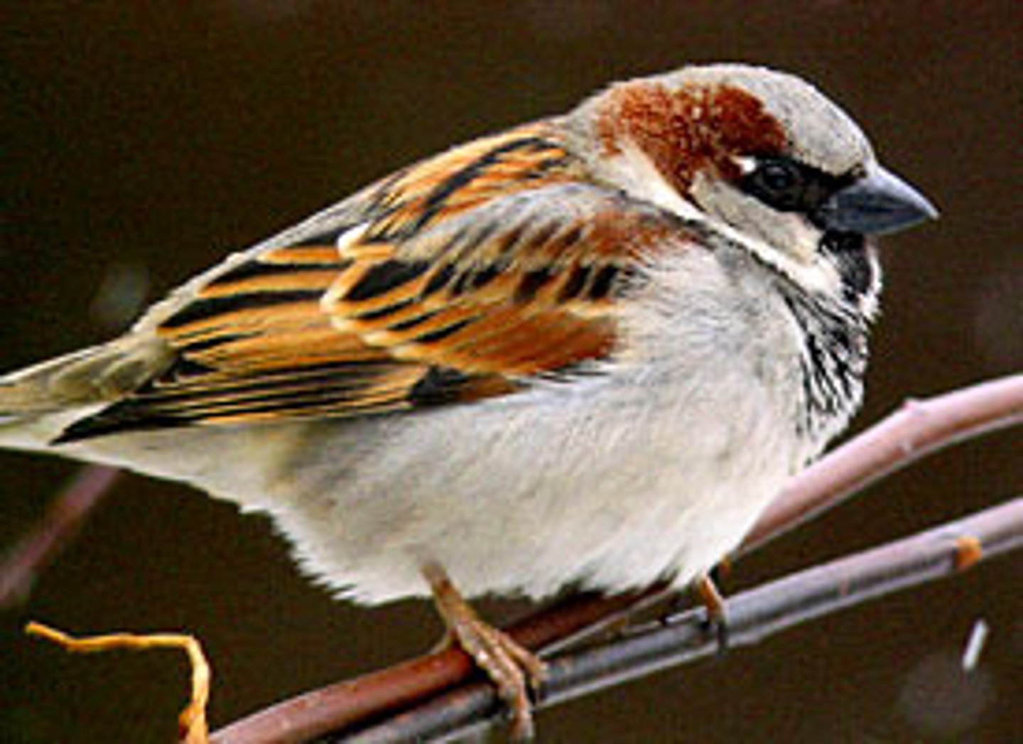 <p>House Sparrow</p>