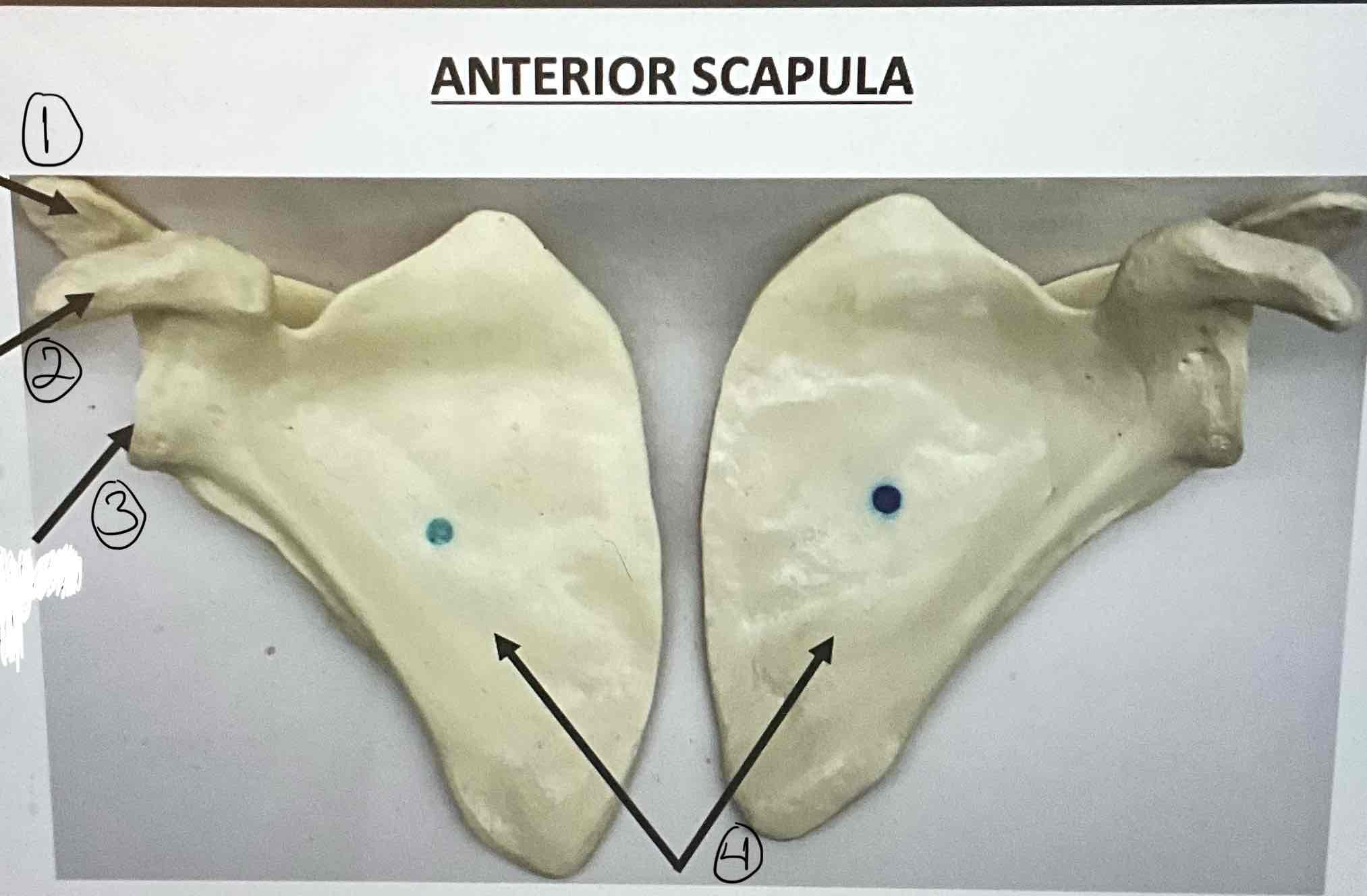 Bio 307 Lab Exam 2 Flashcards Knowt