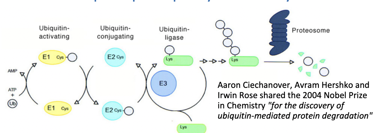 <p>Steps</p><ol><li><p>Ubiquitin activation</p></li><li><p>conjugation</p></li><li><p>ligation</p></li></ol><p></p><p>What is involved?</p><ul><li><p>E1, E2 and E3 ensymes</p></li></ul><p></p>