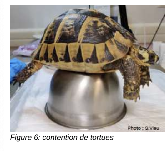 <p>Placer la tortue sur un piédestal.</p>