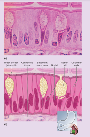 <p>single layer of tall, narrow cells; oval or sausage-shaped nuclei, vertically oriented, usually in basal half of cell; apical portion of cell often shows secretory vesicles visible with TEM; often shows a brush border of microvilli; ciliated in some organs; may possess goblet cells</p>