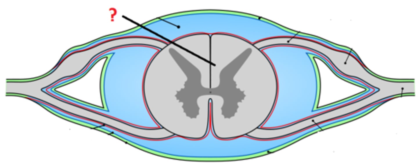 <p>OUTER part of sp. cord</p><p>myelinated mostly axons</p>