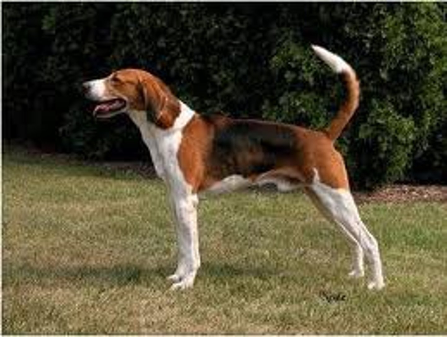 <p>Hound</p>