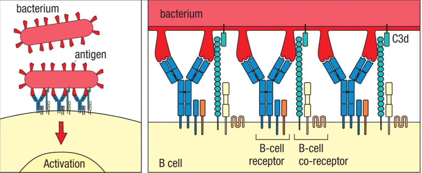 <p>occurs due to a lack of a thymus; the B cells are activated when epitopes are in dense arrays on pathogens surfaces and the dense clustering of BCRs and co-receptors can generate sufficient signaling to trigger B-cell proliferation and differentiation; IgM is produced, but no somatic hypermutation, isotype switching or memory is generated </p>