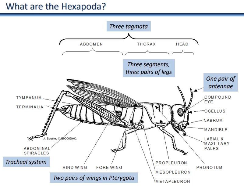 <ul><li><p><strong>hexapoda</strong> is a <strong>subphylum</strong> of the <strong>arthropoda</strong> <strong>phylum </strong>of <strong>bilaterian </strong>animals (<strong>ecdysozoa clade</strong>)</p></li><li><p>these are insects including bees, butterflies, moths, ants, wasps, and flies</p></li><li><p>almost exclusively <strong>terrestrial</strong></p></li><li><p><strong>one pair of antennae</strong></p></li><li><p>generally three segments from tagmosis: head, thorax (three segments + leg pairs) and abdomen</p></li><li><p>tracheal system has <strong>spiracles </strong>that can close (don’t need humidity)</p></li><li><p>they have <strong>waxy cuticles </strong>and <strong>hyperosmotic excreta</strong></p></li><li><p>coevolved with flowering plants- phytophagous (plant eating) and pollinators</p></li><li><p>can be <strong>eusocial</strong>, with haplodiploidy</p></li></ul><p></p><p>two classes:</p><ul><li><p>the <strong>entognatha</strong> (concealed mouthparts)- no metamorphosis</p></li></ul><ul><li><p>the insecta/<strong>ectognatha </strong>(exposed mouthparts), two sublasses:</p><ul><li><p><strong>apterygota </strong>(wingless)- no metamorphosis</p></li><li><p><strong>pterygota </strong>(two pairs of wings, may be reduced)- metamorphosis, four superorders:</p><ul><li><p>paleoptera, polyneoptera, paraneoptera and holometabola (largest suborder)</p></li></ul></li></ul></li></ul><p></p>