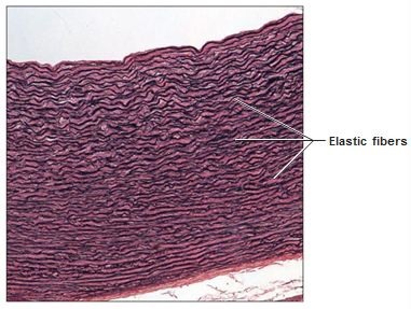<p>- dense regular connective tissue containing alot of elastic fibres</p>