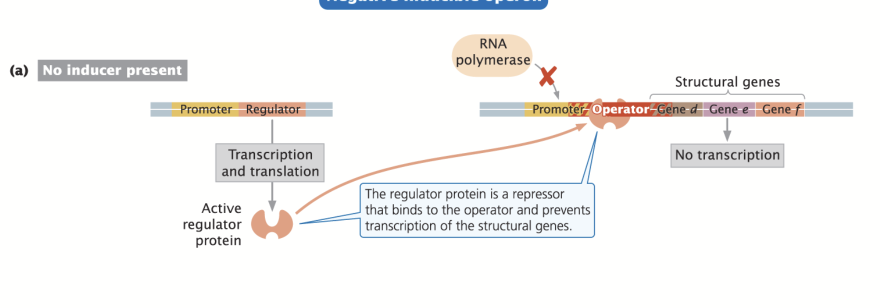 <p><strong>Regulator Protein = Repressor</strong>: blocks the binding of the RNA polymerase to the promoter, keeping transcription turned off.</p><p>Repressor needs to be relieved of its duties in order for transcription to proceed.</p><p>An <strong>Inducer</strong> binds to the inhibitor/repressor and <strong>inactivates it</strong>. <strong>Repressor can no longer bind to DNA</strong> and <strong>RNA polymerase can activate transcription.</strong> </p><p>Usually involved in the degradation (metabolism) of molecules!</p>