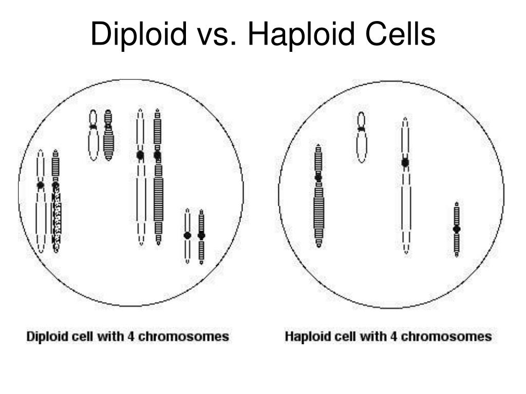 <p>Haploid</p>