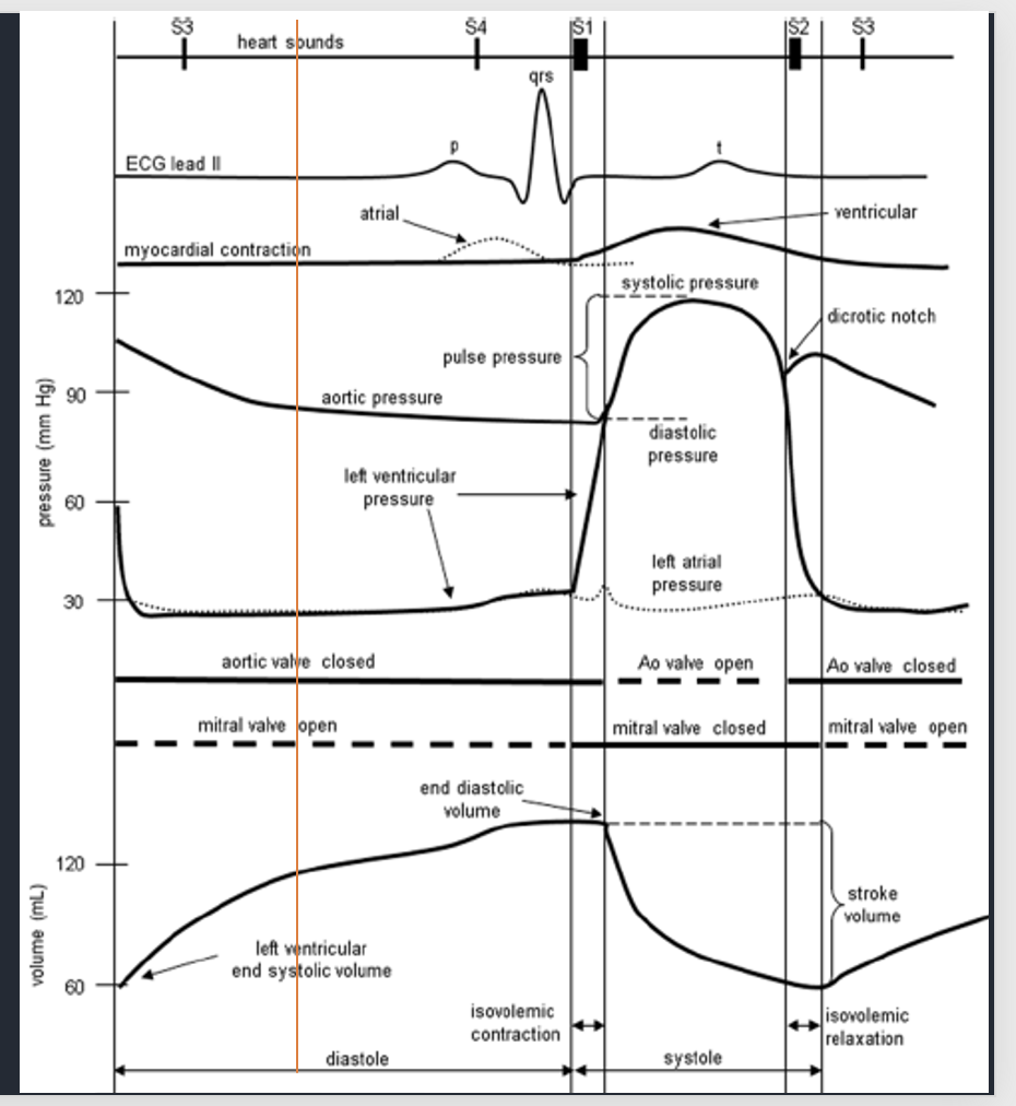 <p><strong>Starting midway through ventricular diastole (red line), what is the state of the ventricles and atria?</strong></p><p>Ventricles are ____, atria are ___</p><ul><li><p>In a phase of passive ___ ___</p></li><li><p>Ventricular pressure is slightly ___ than atrial pressure</p></li></ul><p></p>