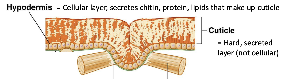<p>Sites at which muscles connect to exoskeleton</p>