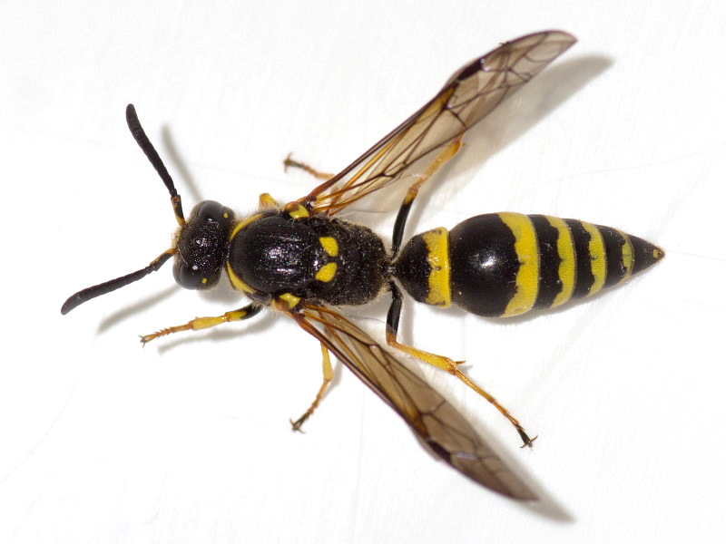 <p>Family: Vespidae (wasps and hornets)</p><p></p><p>Often black, yellow, or reddish</p><p>Eyes notched</p><p>Wings fold longitudinally</p><p>1M cell in forewing very elongate</p>