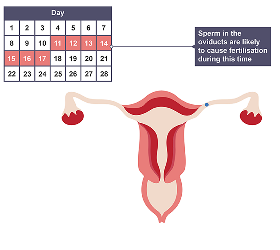 <p>Progesterone levels peak after ovulation to maintain thick lining</p>