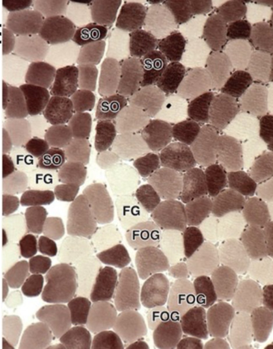 <p>What color do fast glycolytic muscle fibers stain?</p>