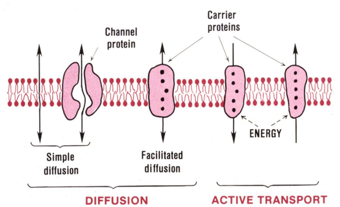 <p>Active transport: needs energy</p><p>Diffusion/passive transport</p>