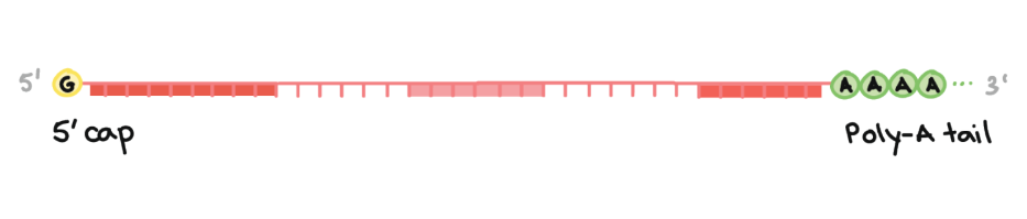 <ul><li><p>The ends of the RNA do not code for a protein. RNA processing begins with alteration of these ends.</p></li><li><p>A 5&apos; cap is added to the beginning of the RNA transcript, and a 3&apos; poly-A tail is added to the end. (mainly for protection/ to avoid damage from enzymes</p></li></ul>