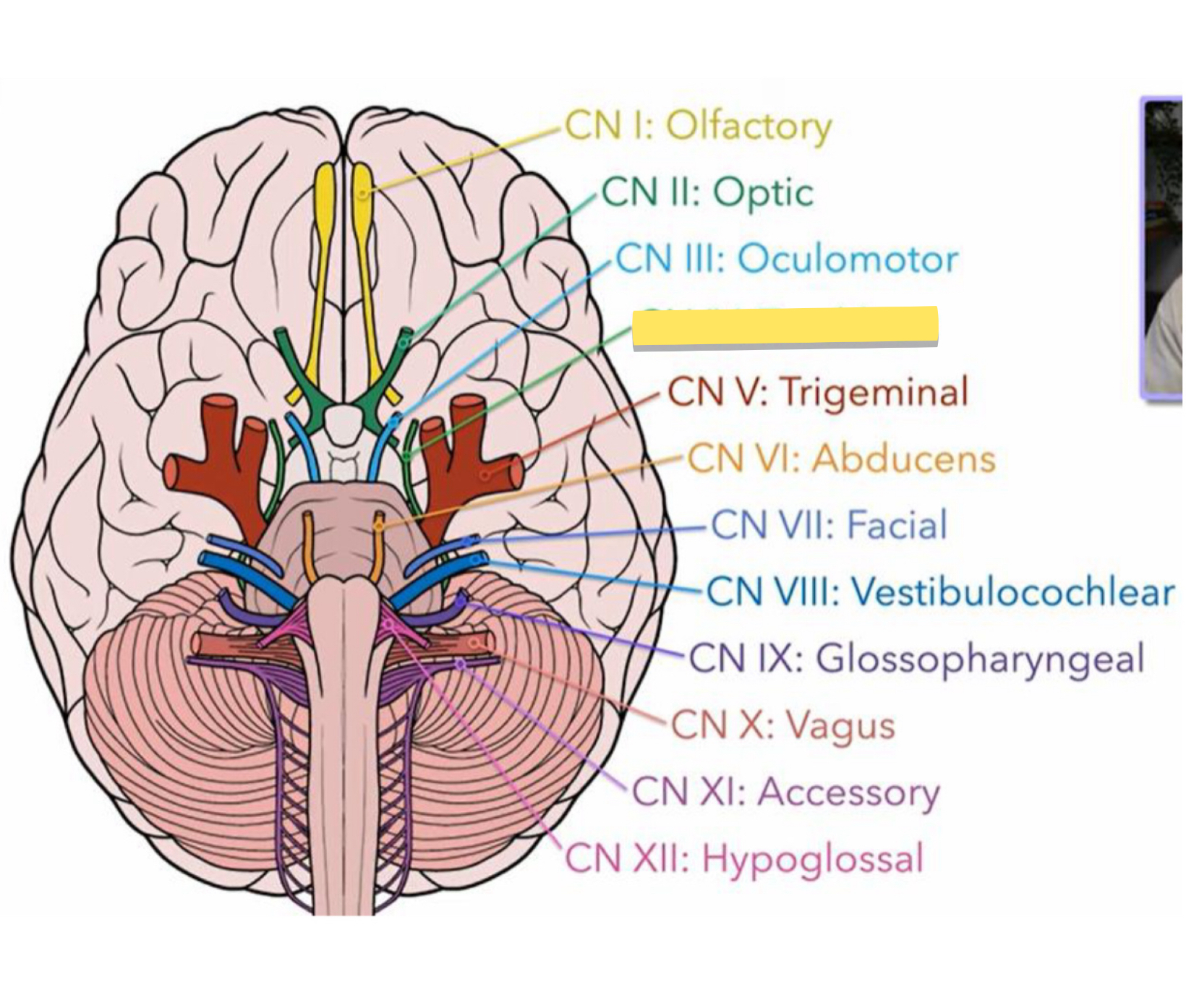 <p>Name this cranial nerve&nbsp;</p>