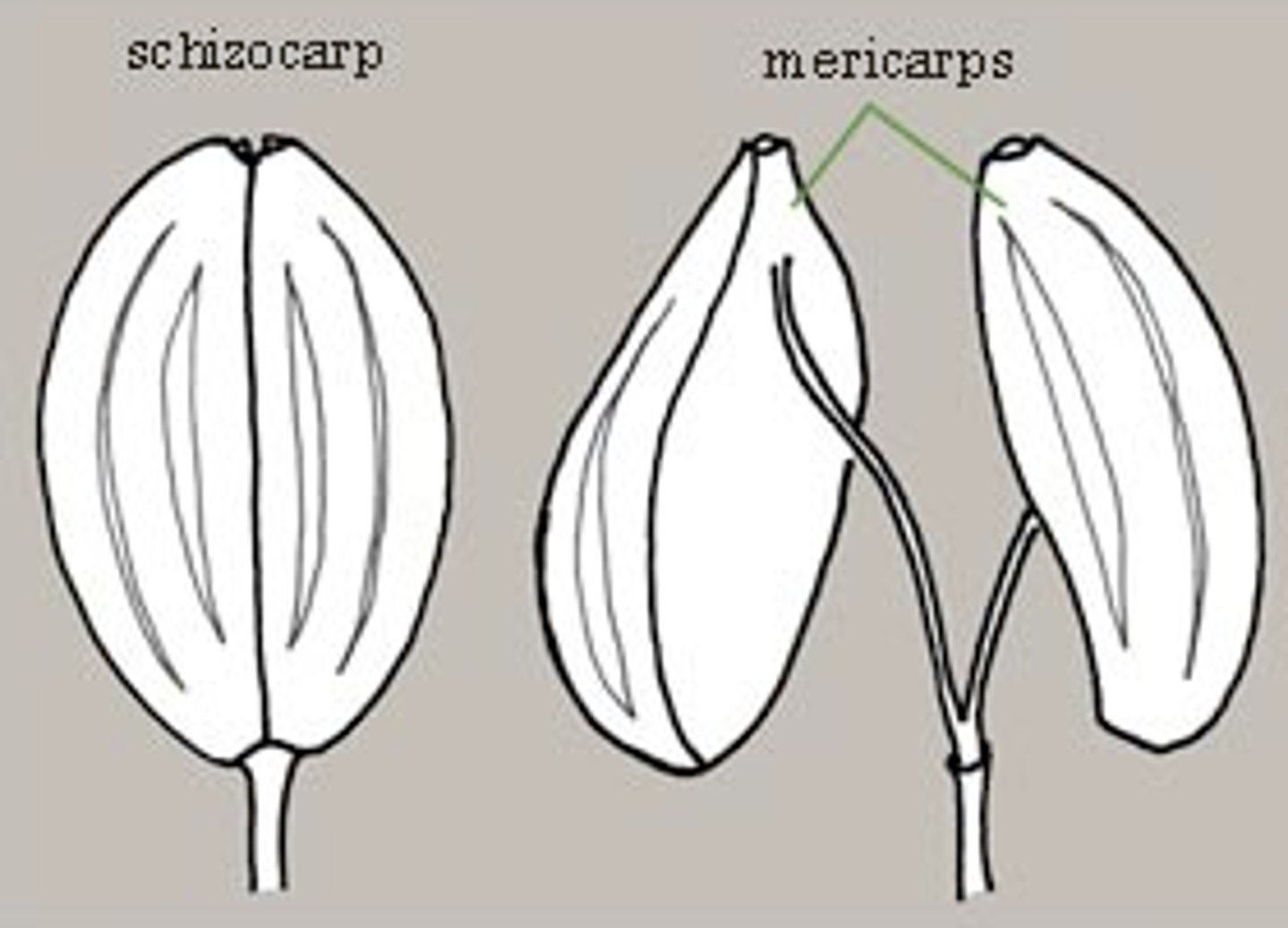 <p>a dry, dehiscent fruit that at maturity splits into two or more one-seeded carpels</p>