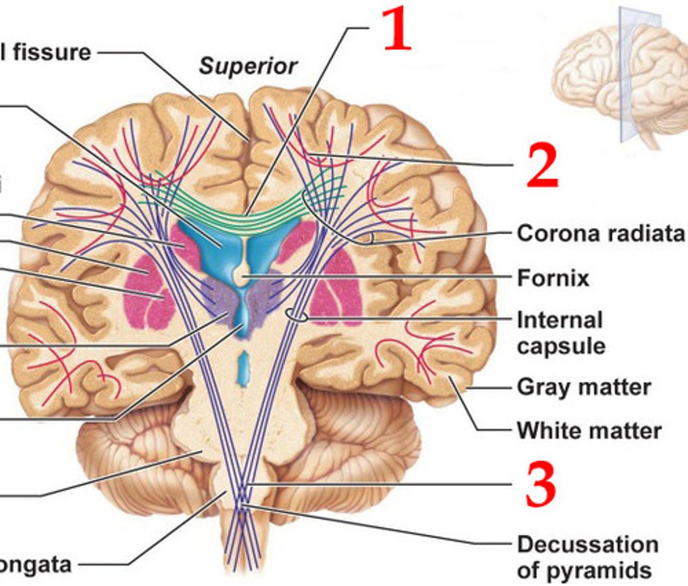 <p>tracts between the cerebrum and other parts of the brain and spinal cord</p>
