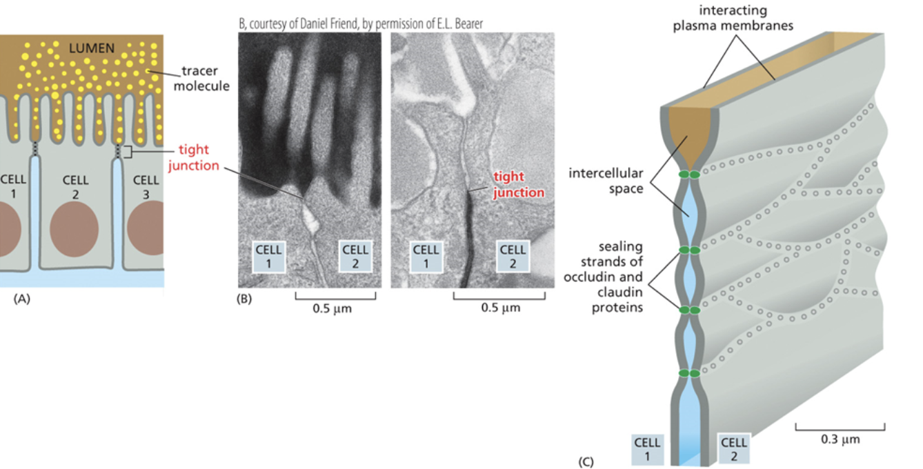 <ul><li><p>The smallest junction in that there is the least amount of space between two cells</p></li><li><p><span style="background-color: transparent;"><span>Tight junctions are so small that transmembrane proteins from another cell can pierce through the cell membrane of adjacent cells</span></span></p></li><li><p><span style="background-color: transparent;"><span>This barrier is so tight, even water that is flowing up into the space between cells cannot pass</span></span></p></li></ul><p></p>