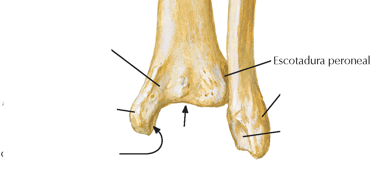 <p>Inferiormente el borde agudo se sustituye por un surco, y en este se aloja y proporciona inserción fibrosa al extremo distal de la fíbula</p>