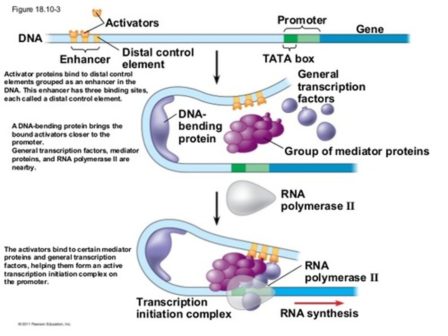 <p>(similar to transcription factors) Small bits of DNA (further away in DNA); stabilize RNA polymerase</p>