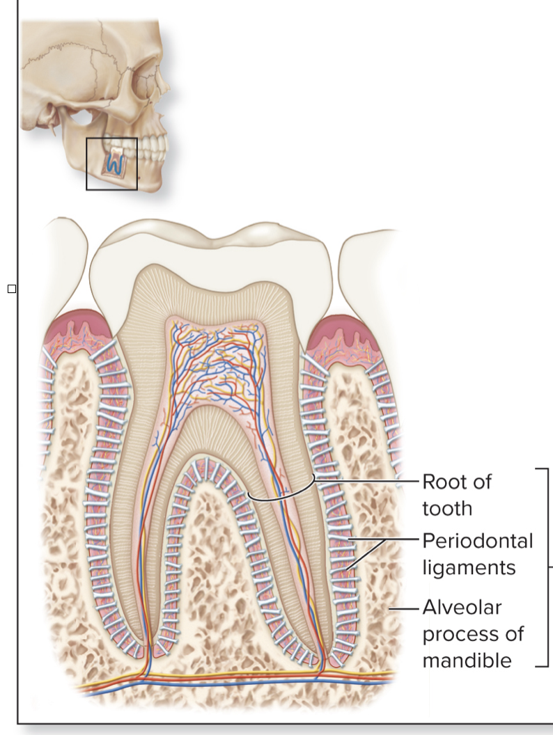 <p>What kind of joint can be found in this image?</p>
