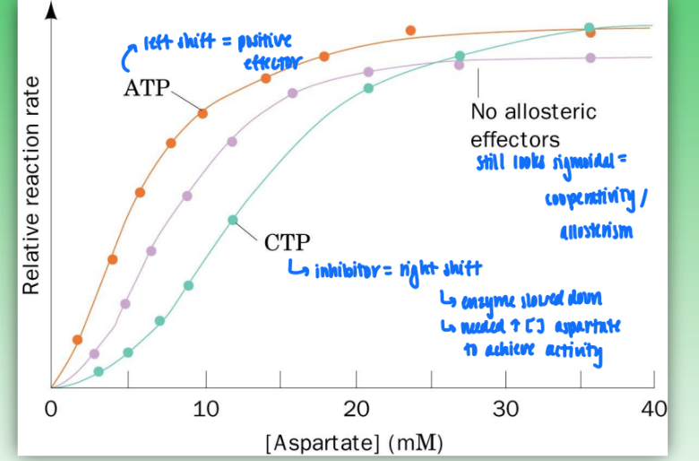 <ul><li><p>ATCase = reg enzyme</p><ul><li><p>catalyzes 2-sub (carbamoyl phosphate &amp; aspartate) reaction to give single product</p></li></ul></li><li><p>cooperativity = sigmoidal curve</p></li><li><p>ATP = positive effector = shift curve left</p><ul><li><p>increase activity of enzyme</p></li><li><p>less reactant for greater rate</p></li></ul></li><li><p>CTP = negative effector = shift curve right</p><ul><li><p>slow down catalytic activity</p></li><li><p>need higher concen of aspartate (substrate) to achieve activity</p></li></ul></li></ul><p></p>