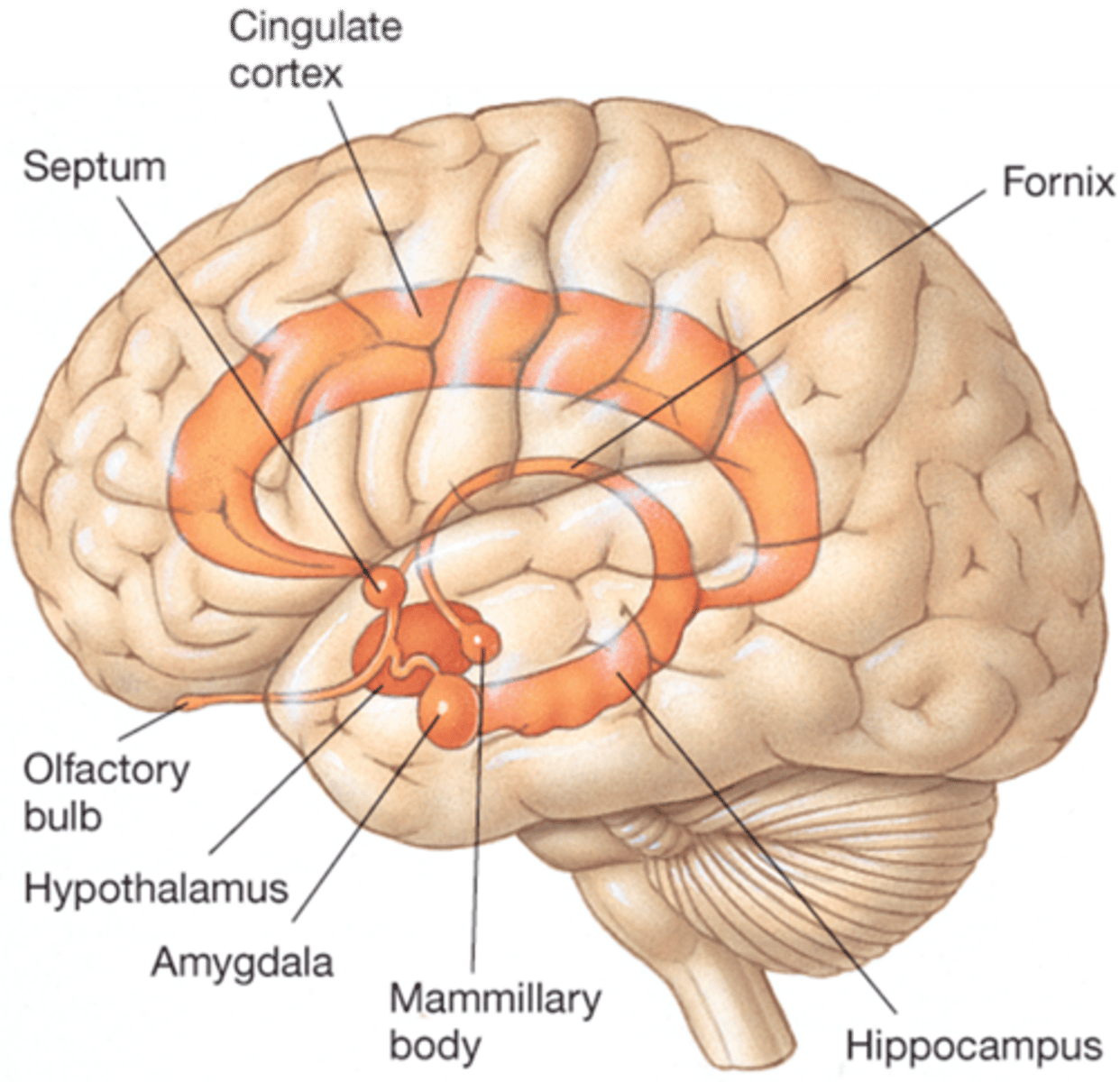 <p>Papez believed that these structures largely controlled emotional expression.</p><p>The amygdala was particularly central, but the limbic system overall was thought to the be core of emotional expression.</p><p>=> memory structures</p><p>=> sensory structures</p>
