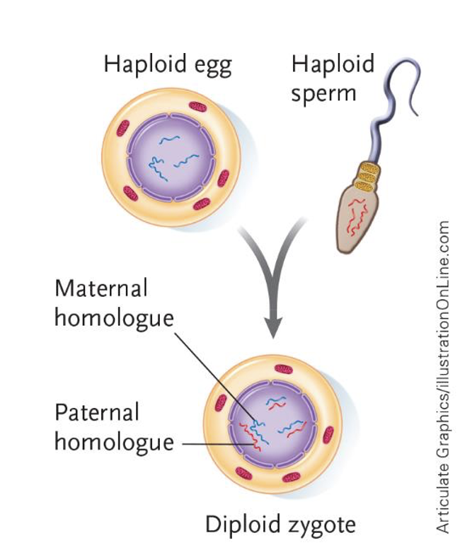 <p>Haploid cells that combine during fertilization to form a zygote, becoming a diploid cell.</p>