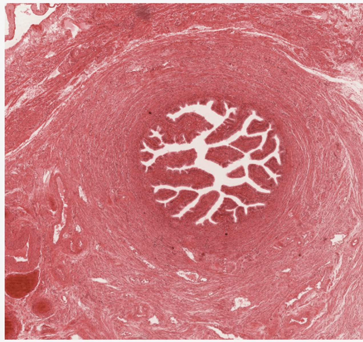 <p>identify the organ</p>