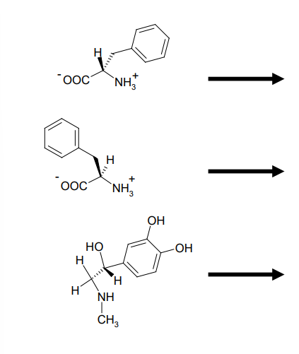 <p>Enzymatic Substrate Selectivity of PAH</p>