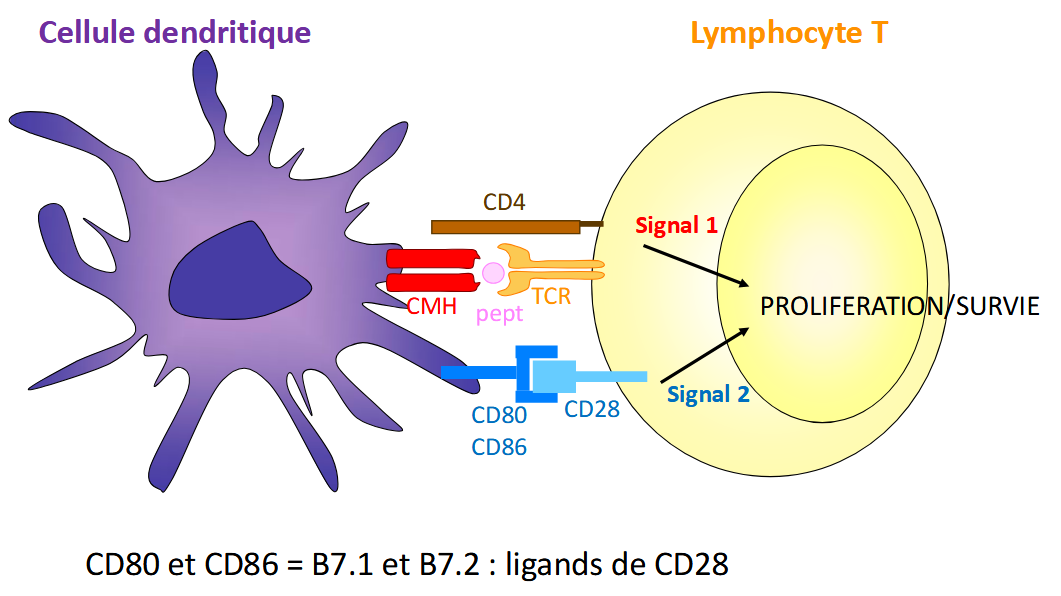 <ul><li><p>TCR reconnait complexe CMH, peptide, CD4/CD8</p></li><li><p>CD28 reconnait CD80 et CD86</p></li></ul><p>→ costimulation nécessaire à l’activation</p><p></p>