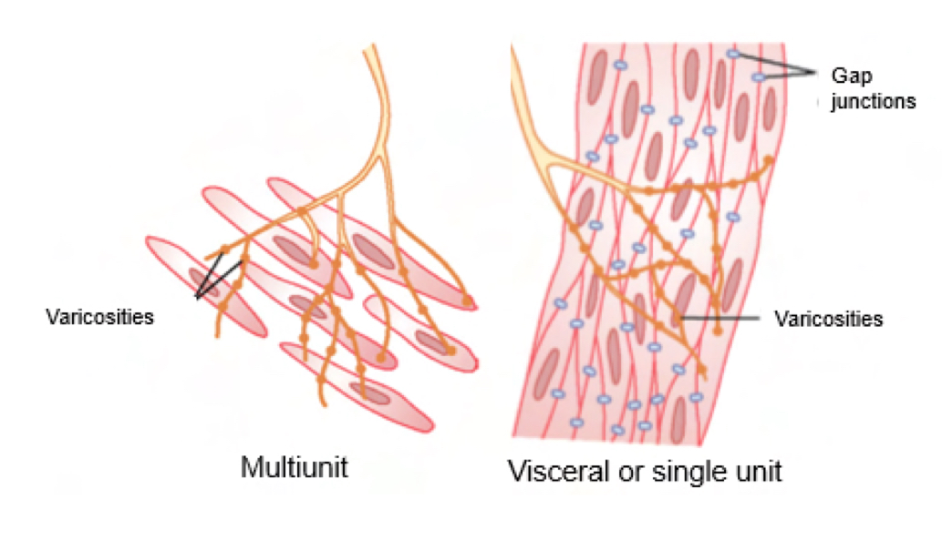<ul><li><p>also Ca2+ dependent</p></li><li><p>Slower than skeletal muscle contraction no motor end plate, innervation occurs at a distance, therefore instead of synapse regions there are varicosities</p></li><li><p>Two types of innervation:</p><ul><li><p>Visceral: very few nerve endings, connected thru gap junctions-electrically coupled-rythmic contraction</p></li><li><p>Multiunti contraction: few gap junctions, every cell individually innervated-more rapid/precise control contractions.</p></li></ul></li></ul><p></p>