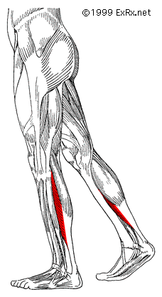 plantar flexes foot