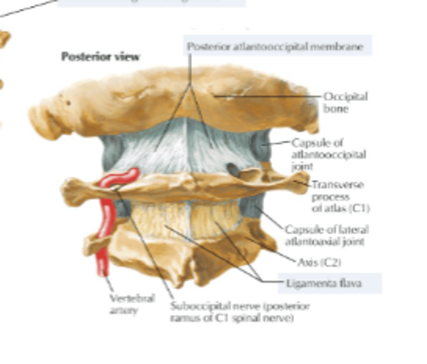 <p>Ligamenta Flava</p>