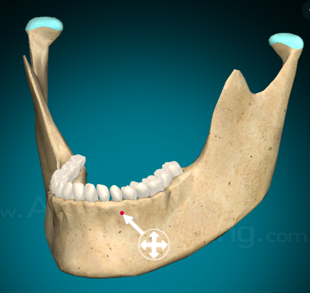 <p>Alveolar area of mandible</p>