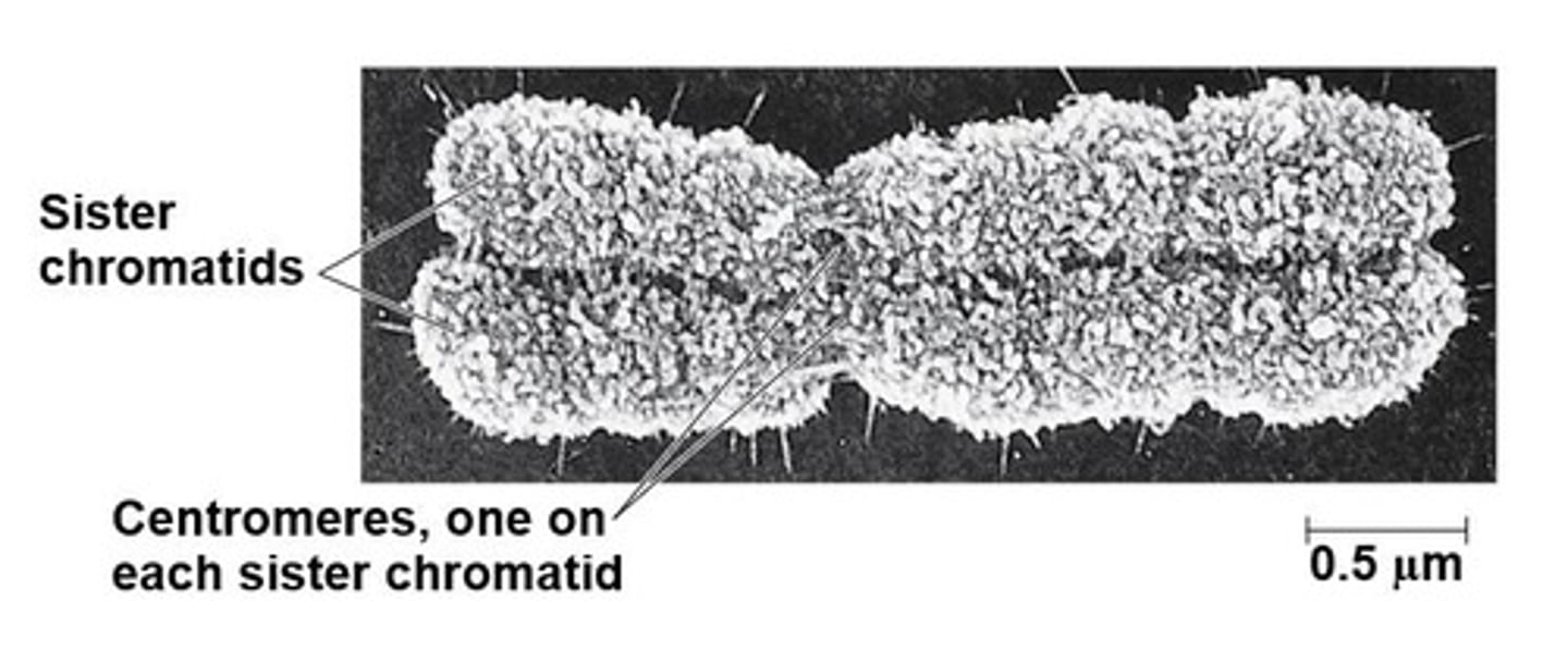 <p>A special type of cell division that produces sperm and egg cells.</p>