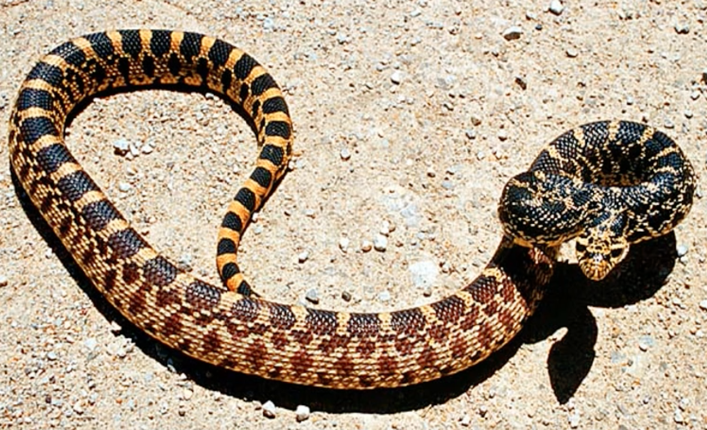 bullsnake
