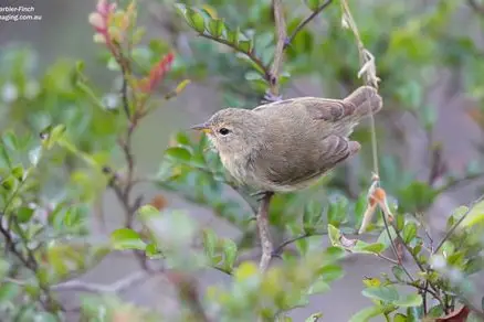 <p>Grey Warbler Finch </p><ul><li><p>plumage color is pale beige in all stages </p></li></ul><p></p>