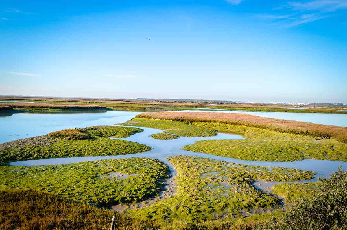 <p>Tierras bajas inundadas parcialmente por las aguas del mar y que, al estar en parte rellenadas por sedimentos, permiten el crecimiento de plantas herbáceas, formando un ecosistema, húmedo, adecuado para el desarrollo de numerosas especies vegetales y animales.</p>