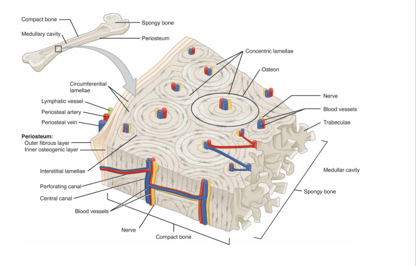 <p>Osteons: Central Canal, Concentric Lamellae, Lacunae, Canaliculi</p><p>Perforating Canals</p><p>Compact: Rigid outter shell</p>