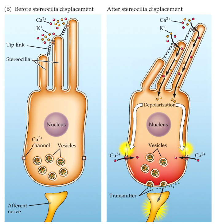 <p>Depolarization of the somatic compartment opens v<em>oltage gated Ca2+<sup> </sup>channels</em>, which triggers neurotransmitter release from the base of the hair cell. the neurotransmitter then binds to receptors on the afferent vestibular or cochlear nerve</p><p>hair cells <strong>do NOT fire action potentials</strong></p>