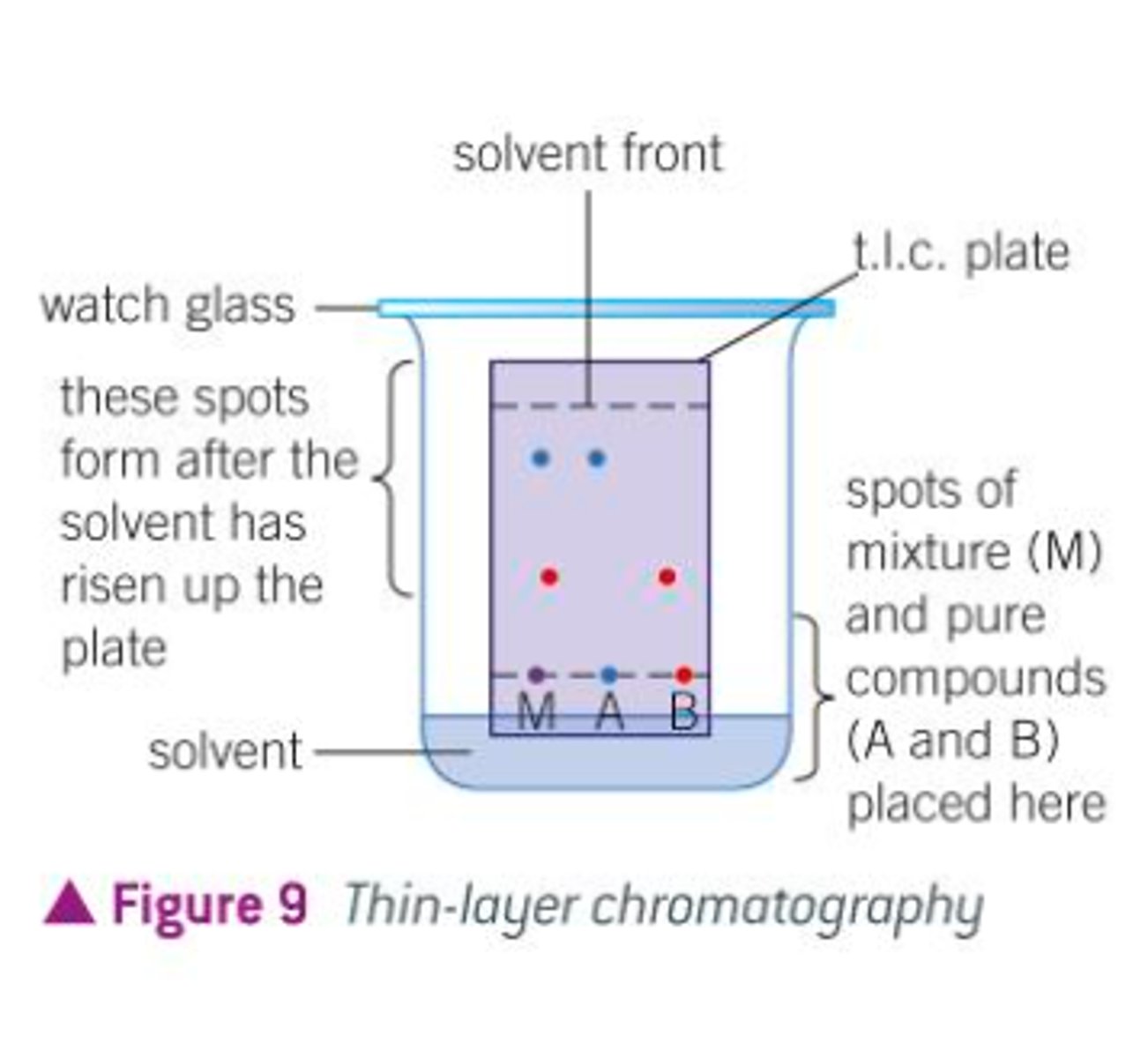 <p>1. Determine the purity of a sample</p><p>2. Identify a compound (this experiment)</p><p>3. Monitor the progress of a reaction</p><p>4. Check the effectiveness of a separation achieved by column chromatography (second part of experiment)</p>