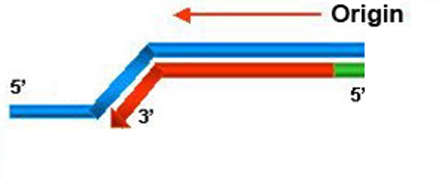 <p>the new complementary DNA strand synthesized continuously along the template strand toward the replication fork in the mandatory 5' to 3' direction</p>