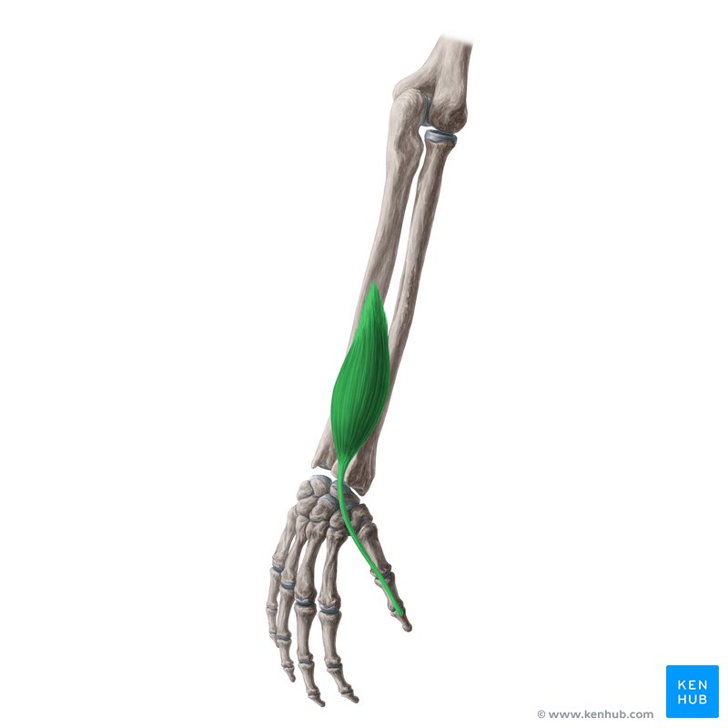 <p>Function: Extension of wrist, Extension of thumb</p><p>Exercise: Isometric thumbs up</p><p>Stretch: Wrist adduction in fist</p>