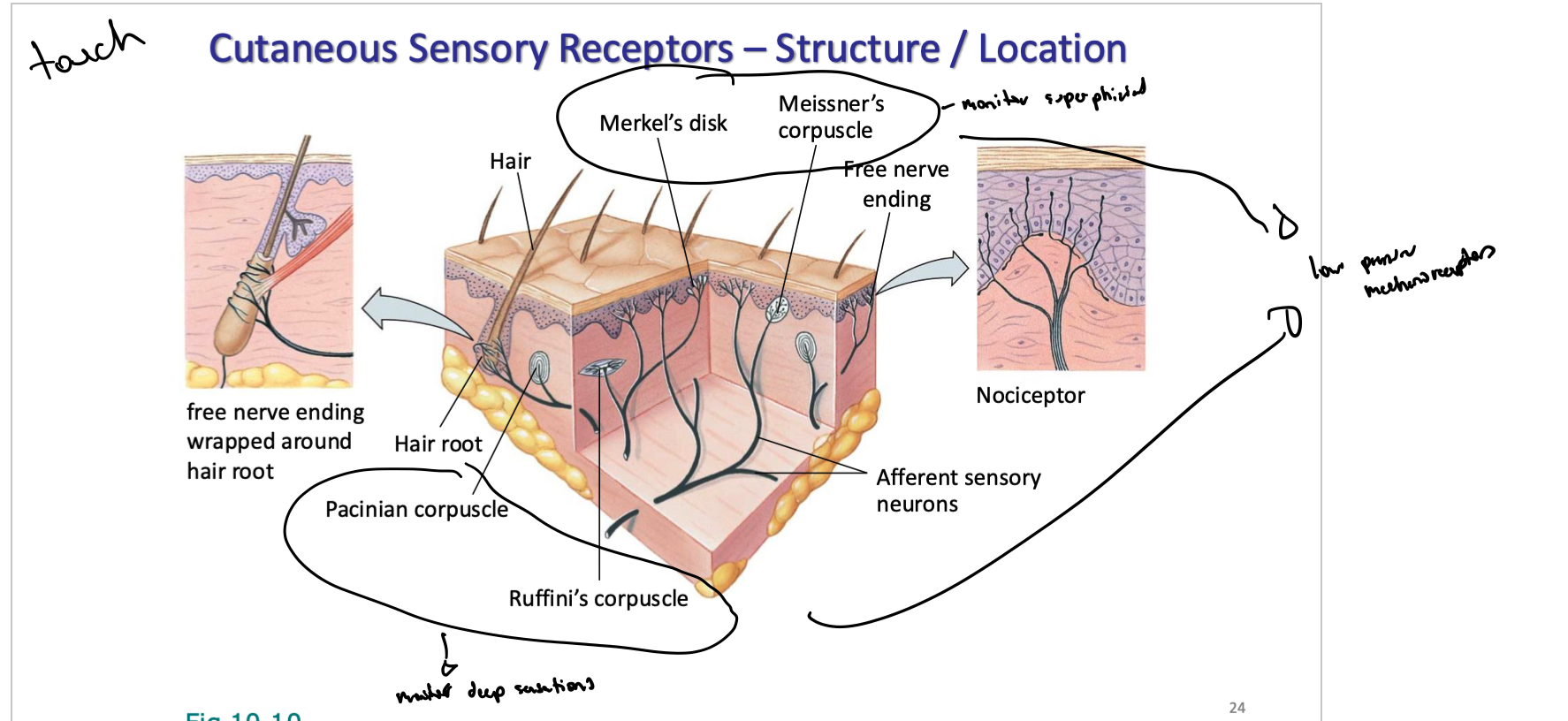 <p>merkel’s and meissners → monitor superficial skin</p><p>pacinian corpuscles and ruffini’s corpuscles → deep sensations</p><p></p><p>all low pressure mechanoreceptors</p>
