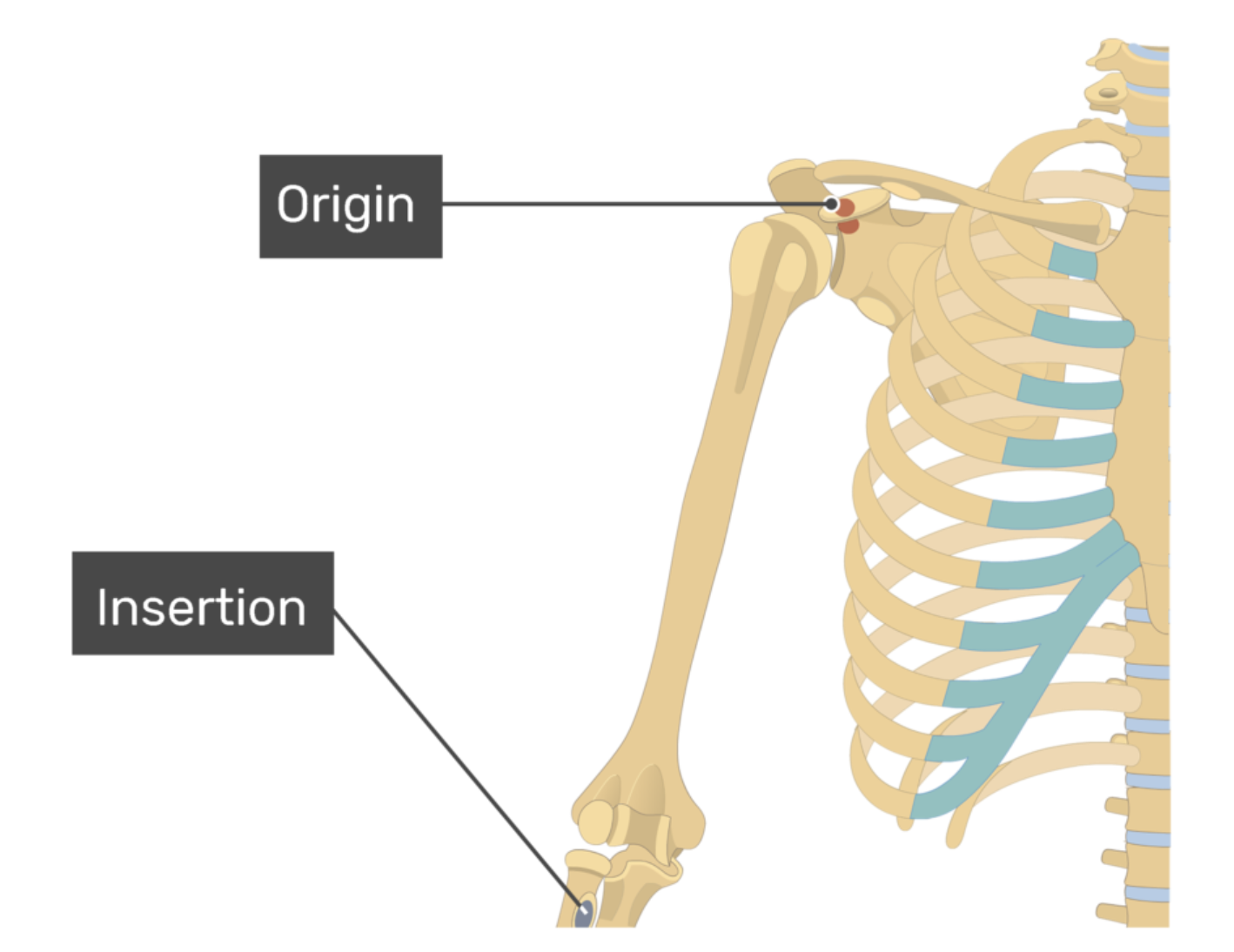 <p>biceps brachii, short head</p>