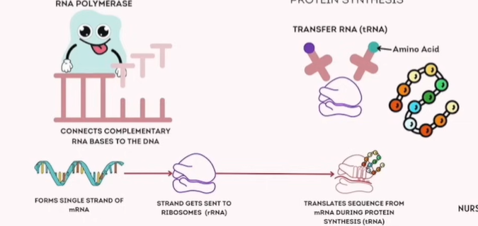 <p><strong>Transcription: DNA → mRNA</strong></p><p><strong>Translation: mRNA →(Using Ribosome) Protein</strong></p><p></p><p></p><p></p><table style="min-width: 75px"><colgroup><col style="min-width: 25px"><col style="min-width: 25px"><col style="min-width: 25px"></colgroup><tbody><tr><th colspan="1" rowspan="1"><p><strong>Step</strong></p></th><th colspan="1" rowspan="1"><p><strong>Transcription</strong></p></th><th colspan="1" rowspan="1"><p><strong>Translation</strong></p></th></tr><tr><td colspan="1" rowspan="1"><p><strong>Definition</strong></p></td><td colspan="1" rowspan="1"><p>Making an RNA copy of a gene’s DNA sequence</p></td><td colspan="1" rowspan="1"><p>Converting mRNA into a chain of amino acids (protein)</p></td></tr><tr><td colspan="1" rowspan="1"><p><strong>Location</strong></p></td><td colspan="1" rowspan="1"><p><strong>Nucleus</strong> (in eukaryotes)</p></td><td colspan="1" rowspan="1"><p><strong>Ribosome</strong> (cytoplasm)</p></td></tr><tr><td colspan="1" rowspan="1"><p><strong>Main Molecule</strong></p></td><td colspan="1" rowspan="1"><p><strong>RNA Polymerase</strong></p></td><td colspan="1" rowspan="1"><p><strong>tRNA (transfer RNA)</strong> + Ribosome</p></td></tr><tr><td colspan="1" rowspan="1"><p><strong>Product</strong></p></td><td colspan="1" rowspan="1"><p><strong>mRNA</strong> (messenger RNA)</p></td><td colspan="1" rowspan="1"><p><strong>Polypeptide</strong> (protein chain)</p></td></tr><tr><td colspan="1" rowspan="1"><p><strong>Memory Tip</strong></p></td><td colspan="1" rowspan="1"><p>“C comes before L” → Transcription comes before Translation</p></td><td colspan="1" rowspan="1"><p>Translation happens <strong>after</strong> transcription</p></td></tr></tbody></table><p></p><table style="min-width: 50px"><colgroup><col style="min-width: 25px"><col style="min-width: 25px"></colgroup><tbody><tr><th colspan="1" rowspan="1"><p><strong>Concept</strong></p></th><th colspan="1" rowspan="1"><p><strong>Details</strong></p></th></tr><tr><td colspan="1" rowspan="1"><p>Codons</p></td><td colspan="1" rowspan="1"><p>3-letter mRNA sequences that code for amino acids</p></td></tr><tr><td colspan="1" rowspan="1"><p>Start Codon</p></td><td colspan="1" rowspan="1"><p>AUG — signals the start of translation</p></td></tr><tr><td colspan="1" rowspan="1"><p>Stop Codons</p></td><td colspan="1" rowspan="1"><p>UAA, UAG, UGA signal the end of translation</p></td></tr><tr><td colspan="1" rowspan="1"><p>Mutation Effect</p></td><td colspan="1" rowspan="1"><p>A DNA mutation can change mRNA → which may alter the amino acid/protein</p></td></tr><tr><td colspan="1" rowspan="1"><p>Role of Ribosomes</p></td><td colspan="1" rowspan="1"><p>Ribosomes "read" mRNA and build proteins with the help of tRNA</p></td></tr></tbody></table><p></p>