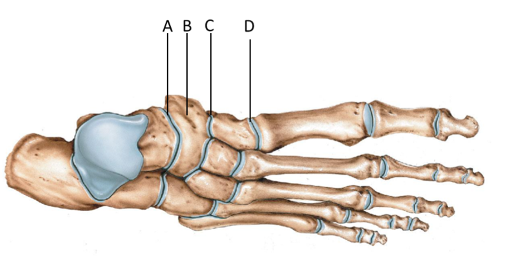 <p>talonavicular</p>